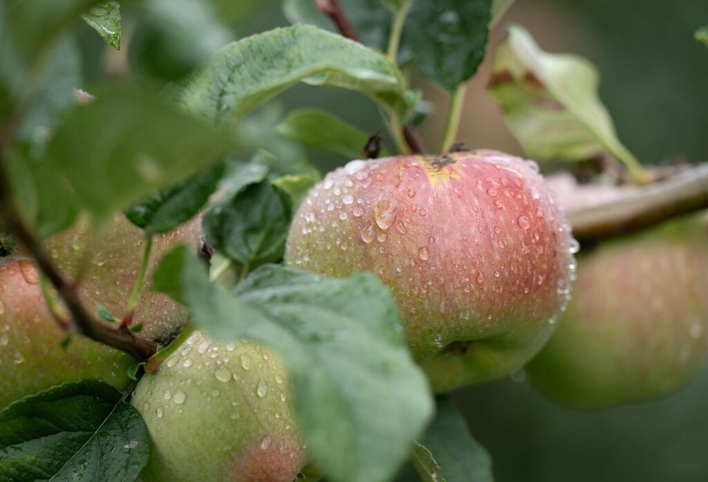 Äpfel am Baum