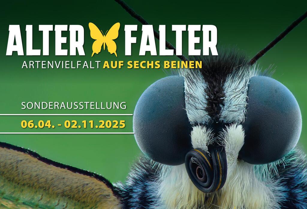 Alter Falter - 6.April bis 2. November