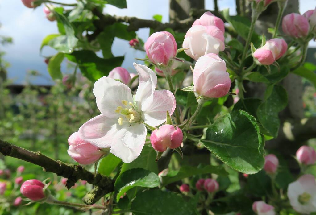 Blüte eines Apfelbaumes